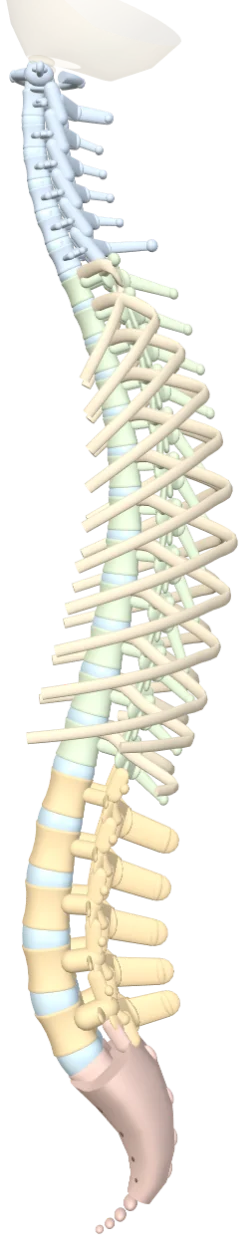 Modelo 3D da coluna em vista lateral, do crânio ao cóccix, com as regiões cervical, torácica, lombar e sacral em cores diferentes.